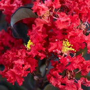 CREPE MYRTLE DIAMONDS IN THE DARK CRIMSON RED 20CM